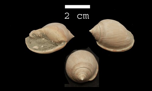 Phalium laevigatum (Defrance, 1817) - Pliocene